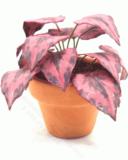 (image for) Miniature "Smoldering" Pink and Black Coleus in Terracotta Pot