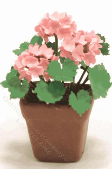(image for) Miniature Pink Geraniums in Square Brown Pot