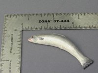 (image for) Dollhouse Scale Model Fish by Pride of Plaice