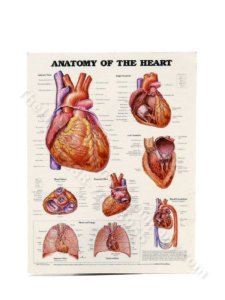 Miniature Heart Anatomy Poster for Dollhouses (image for) Miniature Heart Anatomy Poster for Dollhouses