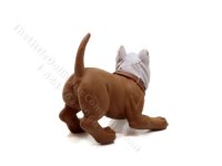 (image for) Miniature Playful Pitbull Dog for Dollhouses