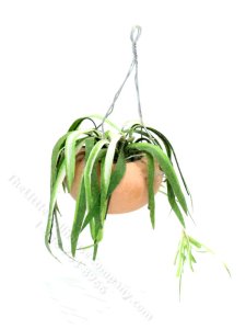 (image for) Miniature Spider Plant for Dollhouses