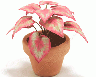 (image for) Miniature Pink and Green Caladium in Terracotta Pot