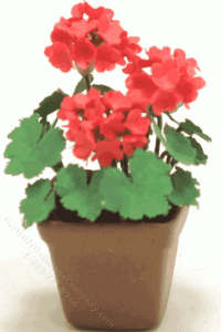 (image for) Miniature Red Geraniums in Square Brown Pot