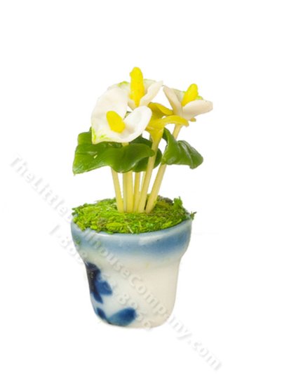 china restaurant bonsai Chinese Banyan Bonsai Tree