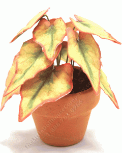 (image for) Miniature Green,Yellow, and Pink Caladium in Terracotta Pot