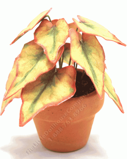 (image for) Miniature Green,Yellow, and Pink Caladium in Terracotta Pot
