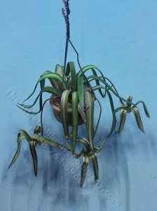 (image for) Miniature Spider Plant Kit For Dollhouses