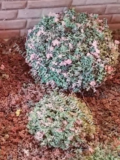(image for) Miniature 1/2 inch Pink Mound Bush (5 pcs) for Dollhouses