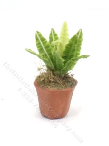 (image for) Miniature Cobra Fern for Dollhouses