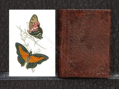 (image for) Miniature 'A Naturalist’s Repository of Exotic Natural History'