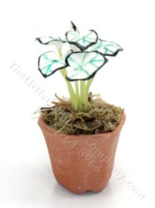 (image for) Miniature "White Christmas" Caladium Plant for Dollhouses