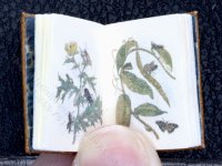 (image for) Miniature Book: 'Metamorphosis insectorum Surinamensium'