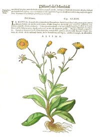 (image for) Miniature Book: Pietro Andrea Mattioli, 'I Discorsi' 1568