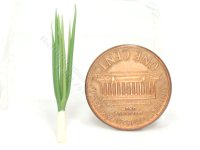 (image for) Miniature Stalk of Green Onion