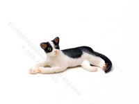 (image for) Miniature Reclining Tuxedo Kitten for Dollhouses