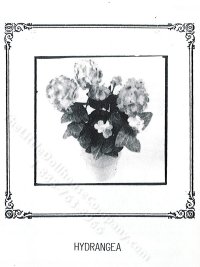 (image for) Miniature Potted Hydrangea Plant Kit