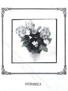 (image for) Miniature Potted Hydrangea Plant Kit