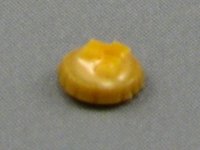 (image for) Dollhouse Scale Model Mango Tart