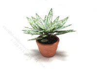 (image for) Miniature Silver Queen Plant in Terracotta Pot