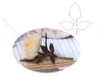(image for) Miniature Rose Pinnate Laser Cut Leaves Kit