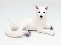 (image for) Miniature White Shepherd by Karl Blindheim