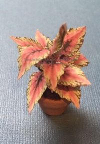 (image for) Miniature Coleus House Plant Kit For Dollhouses