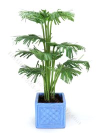(image for) Miniature Potted Parlour Palm by Mini Creations by Judy