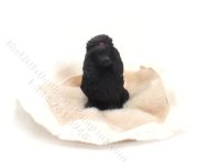 (image for) Dollhouse Scale Model Poodle Playing w/Scrunched Carpet