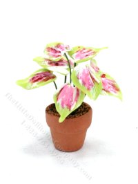 (image for) Miniature Heart of Jesus Caladium Plant for Dollhouses