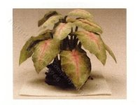(image for) Miniature White Queen Caladium House Plant Kit For Dollhouses