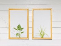 (image for) Miniature Pair Framed Monstera and Aloe on Wood
