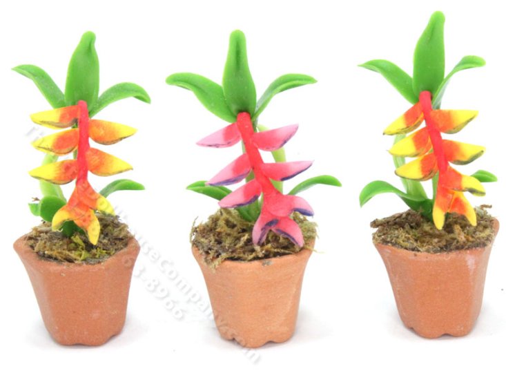 (image for) Miniature Potted Bird of Paradise Flowers (1 pc)