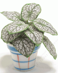 (image for) Miniature White Christmas Caladium Plant in Ceramic Pot