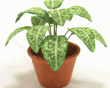 (image for) Miniature Golden Pothos Plant in Terracotta Pot