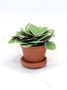 (image for) Miniature Potted Hosta by Mini Creations by Judy