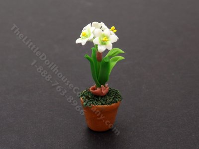 (image for) Miniature White Amaryllis Flowers in Terracotta Pot