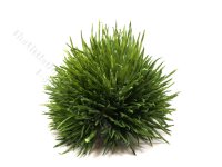 (image for) Miniature Bush for Dollhouses
