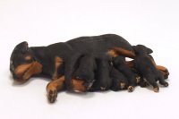 (image for) Miniature Rottweiler with 5 Nursing Puppies by Karl Blindheim