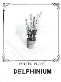 (image for) Miniature Potted Delphinium Plant Kit