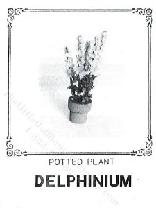 (image for) Miniature Potted Delphinium Plant Kit