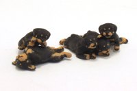 (image for) Miniature Rottweiler 5 Puppy Litter by Karl Blindheim