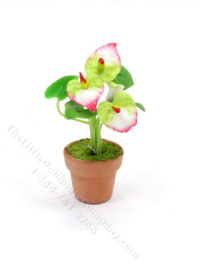 (image for) Miniature Potted Pink Laceleaf Plant for Dollhouses