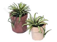 (image for) Miniature Leaves Spider Plant Kit
