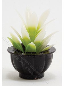 (image for) Miniature White and Green Plant