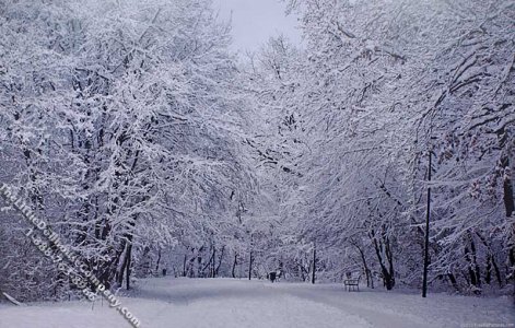 (image for) Winter Forest Scene #2 Miniature Mural for Dollhouses