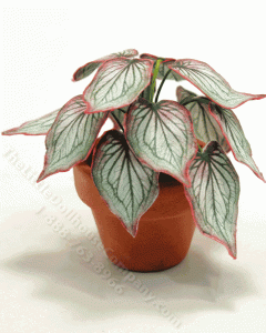 (image for) Miniature Green,White, and Pink Caladium Plant in Terracotta Pot