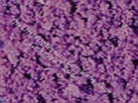 (image for) Miniature Purple Loose Blossom Flocking for Dollhouses