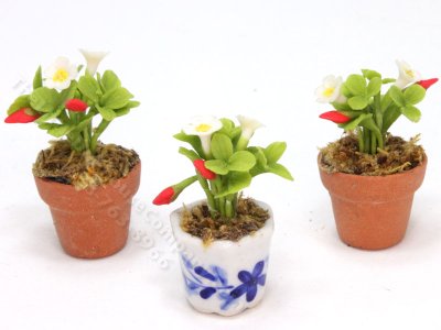(image for) Miniature Potted Strawberry Plant (1 pc)