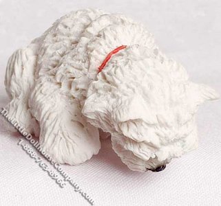 (image for) Miniature West Highland Terrier, Looking At Something